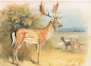 Damwild, aus Thorburns Säugetiere, veröffentlicht von Longmans and Co, ca. 1920