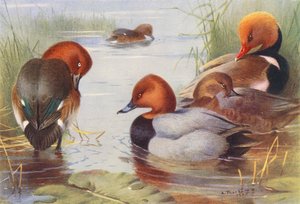 Moorente (männlich und weiblich), Tafelente (männlich und weiblich), Kolbenente von Archibald Thorburn