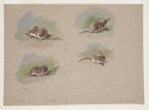 Vier Vignetten der Zwergspitzmaus, ca. 1915