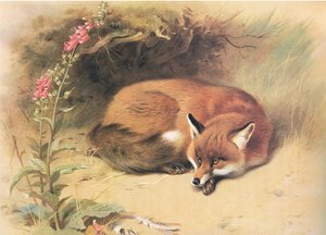 Fuchs mit Fingerhut, aus Thorburns Säugetiere, veröffentlicht von Longmans and Co, ca. 1920 von Archibald Thorburn