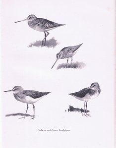 Uferschnepfen und Grünschenkel von Archibald Thorburn