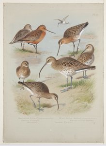 Uferschnepfen und Brachvögel, ca. 1915