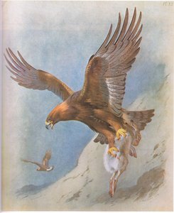 Steinadler und Schneehase, veröffentlicht von Book Club Associates, 1972
