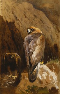 Steinadler an ihrem Horst