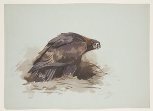 Steinadler, ca. 1915
