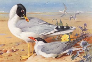 Großkopfmöwe, Kaspische Seeschwalbe von Archibald Thorburn