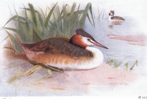 Haubentaucher