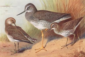 Großer Gelbschenkel, Einsamer Wasserläufer, Fleckwasserläufer von Archibald Thorburn