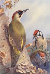 Grünspecht, Buntspecht (unreif) von Archibald Thorburn