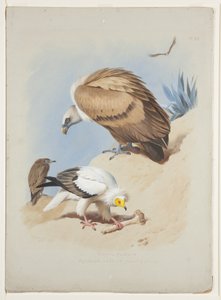 Gänsegeier und Schmutzgeier, ca. 1915 von Archibald Thorburn