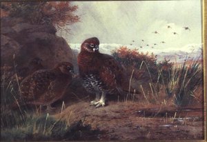 Moorhuhn in einer Winterlandschaft von Archibald Thorburn