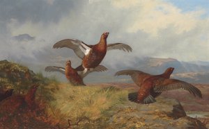 Fliegendes Moorhuhn von Archibald Thorburn