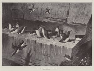 Lummen und Papageientaucher auf der Insel Handa
