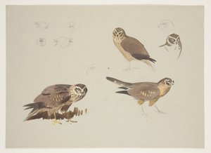Weihe und Kampfläufer, ca. 1915