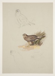 Weihe, ca. 1915 von Archibald Thorburn