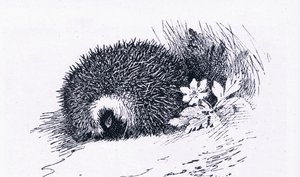 Igel, Natur in Großbritannien veröffentlicht von Collins, 1946 von Archibald Thorburn