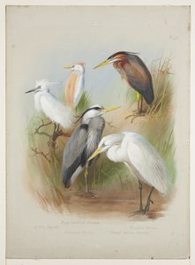 Reiher und Silberreiher, ca. 1915