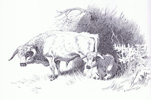 Hochlandrinder, veröffentlicht von Book Club Associates von Archibald Thorburn