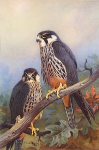 Baumfalke (männlich und weiblich) von Archibald Thorburn