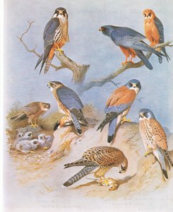 Baumfalke, Merlin, Rotfußfalke, Rötelfalke und Turmfalke, veröffentlicht von Book Club Associates, 1972