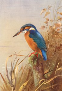 Eisvogel
