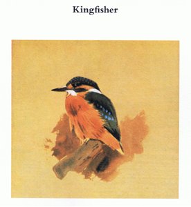 Eisvogel, veröffentlicht von Book Club Associates, 1972 von Archibald Thorburn