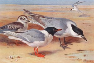 Zwergmöwe (erwachsen und jung), Lachseeschwalbe von Archibald Thorburn