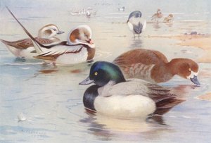 Eisente (männlich und weiblich), Bergente (männlich und weiblich) von Archibald Thorburn