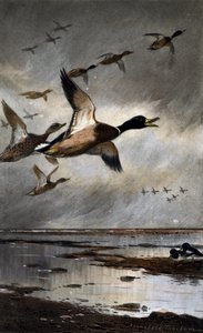 Stockenten im Flug von Archibald Thorburn