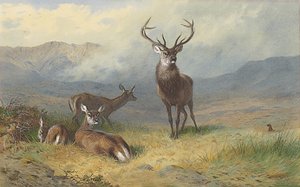 Monarch des Glen