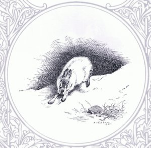 Schneehase, veröffentlicht von Book Club Associates von Archibald Thorburn