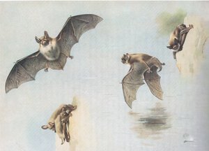Wasserfledermaus und Teichfledermaus, aus Thorburns Säugetiere, veröffentlicht von Longmans and Co, ca. 1920 von Archibald Thorburn