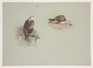 Blasser Honigbussard, ca. 1915 von Archibald Thorburn