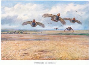 Rebhühner in Norfolk von Archibald Thorburn