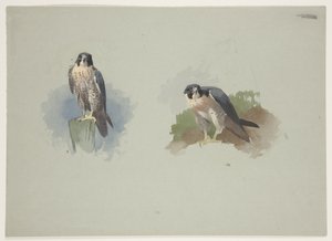 Wanderfalke Männchen, ca. 1915