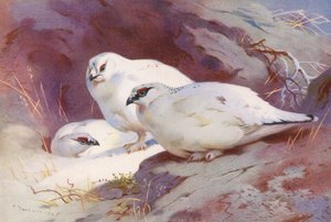 Schneehuhn (männlich und weiblich, Winter) von Archibald Thorburn