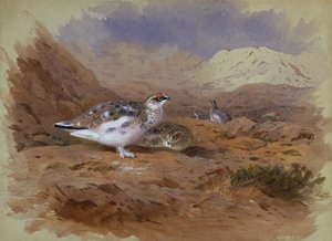 Schneehuhn in einer Hochlandlandschaft von Archibald Thorburn