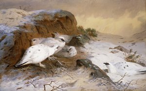 Schneehuhn im Schnee