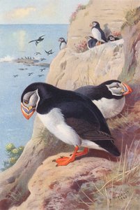 Papageitaucher von Archibald Thorburn