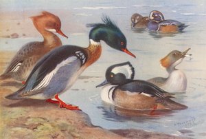 Mittelsäger (männlich und weiblich), Harlekinente (männlich und weiblich), Kapuzenente (männlich und weiblich) von Archibald Thorburn