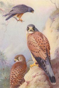 Rotfußfalke, Turmfalke (männlich und weiblich) von Archibald Thorburn