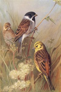 Rohrammer (männlich und weiblich), Goldammer von Archibald Thorburn