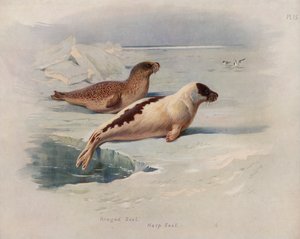 Ringelrobbe, Sattelrobbe von Archibald Thorburn