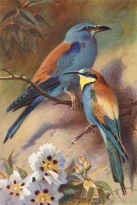 Blauracke, Bienenfresser von Archibald Thorburn