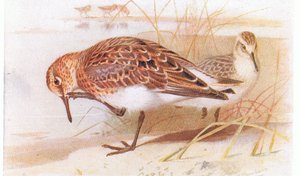 Sanderling, aus Vögel der Britischen Inseln und ihre Eier, veröffentlicht von Frederick Warne & Co Ltd, 1958