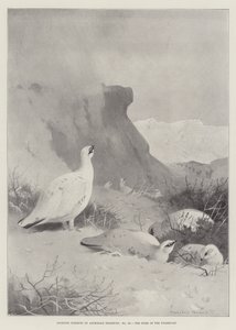 Sportliche Motive, das Zuhause des Schneehuhns von Archibald Thorburn