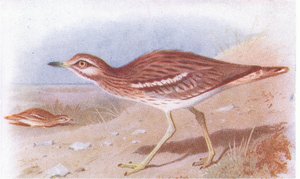 Triel, aus Vögel der Britischen Inseln und ihre Eier, veröffentlicht von Frederick Warne & Co Ltd, 1958