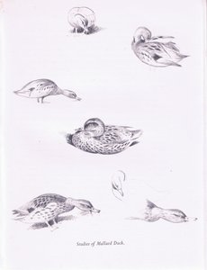 Studien von Stockenten