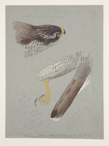 Studien von Kopf, Fuß und Flügel eines männlichen Habichts, ca. 1915 von Archibald Thorburn