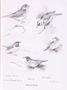 Studie von Drosseln